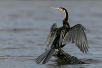 African Darter, Botswana