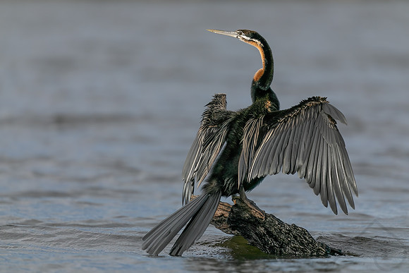 African Darter, Botswana