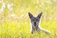 Coyote, British Columbia