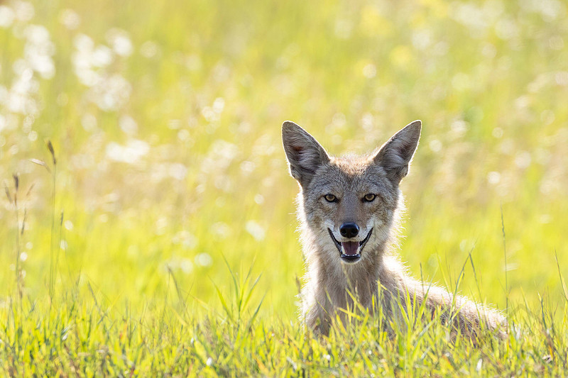 Coyote, British Columbia