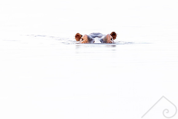 Peek-a-hippo, Botswana
