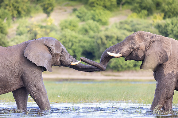 Elephant Moments, Botswana