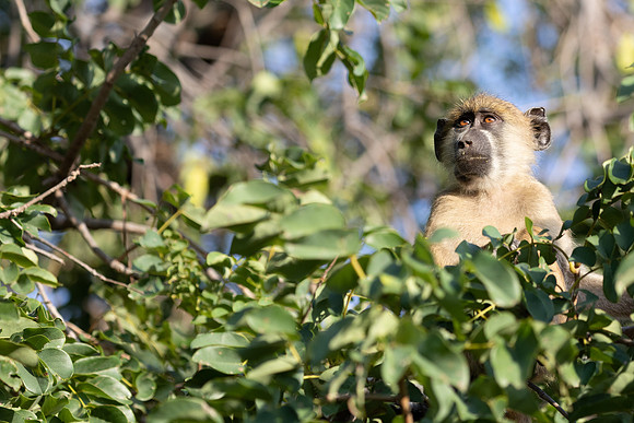 Chacma Baboon, Botswana