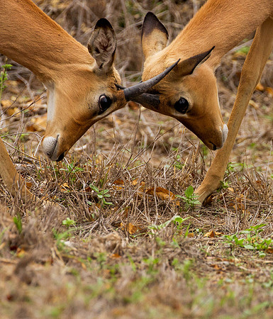 Impala, South Africa