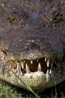 What big teeth.....Nile Crocodile, Botswana