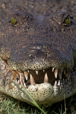 What big teeth.....Nile Crocodile, Botswana