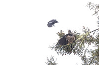 A confident crow bothering a juvenile bald eagle, Vancouver Island