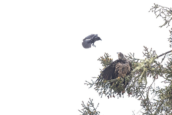 A confident crow bothering a juvenile bald eagle, Vancouver Island