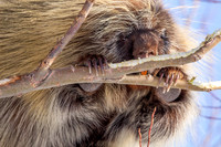 Porcupine, Canada