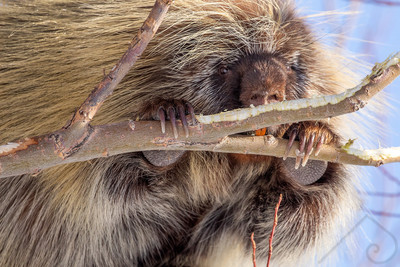 Porcupine, Canada