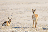 Pronghorn, Canada