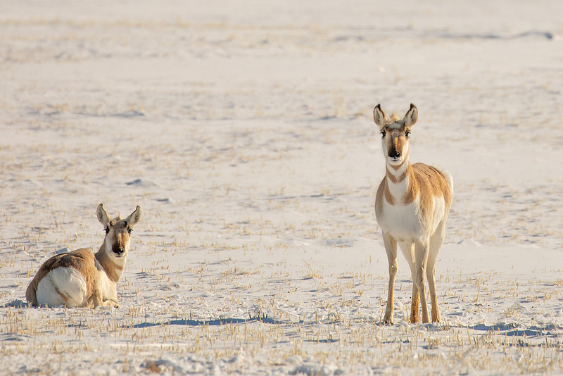 Pronghorn, Canada