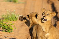 Lion Cubs, Botswana