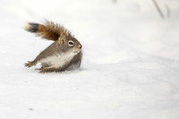 Hit the Brakes! Grey Squirrel, Saskatchewan
