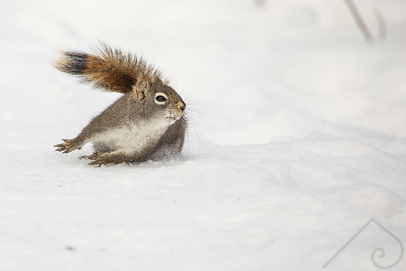 Hit the Brakes! Grey Squirrel, Saskatchewan