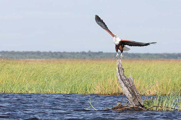 Fisher Eagle, Botswana