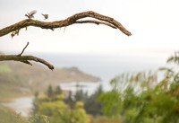 Birds with a View, Sotland