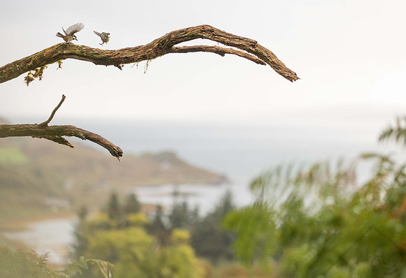 Birds with a View, Sotland