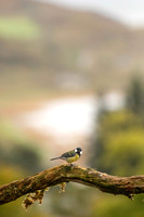Great Tit, Scotland