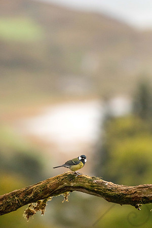 Great Tit, Scotland
