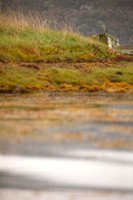 Heron, Scotland