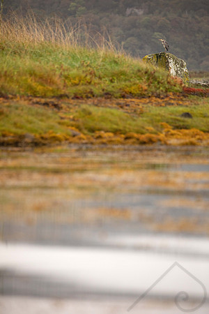 Heron, Scotland
