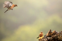 Chaffinch, Scotland