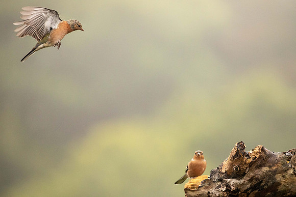 Chaffinch, Scotland