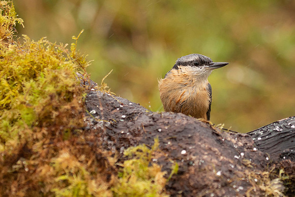 Nuthatch, Scotland