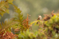 In the Undergrowth, Scotland