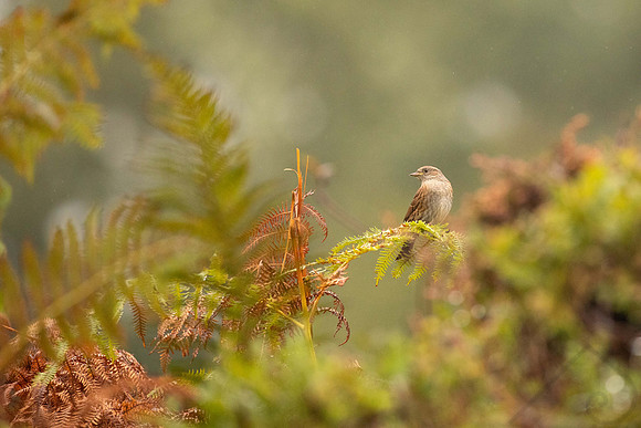 In the Undergrowth, Scotland