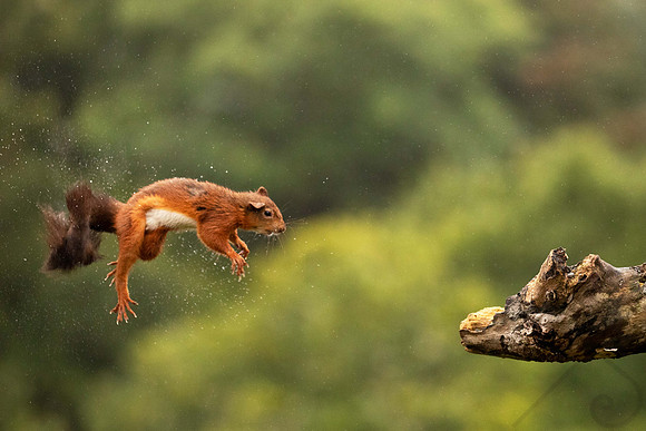 Red Squirrel in the Rain, Scotland