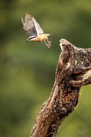 Nuthatch in Flight, Scotland