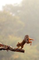 Red Squirrel, Scotland