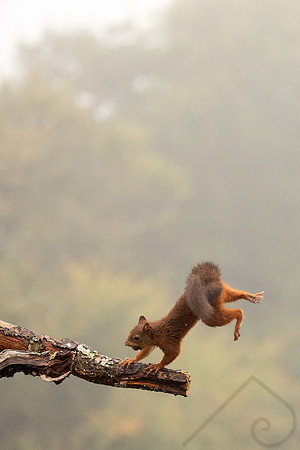 Red Squirrel, Scotland