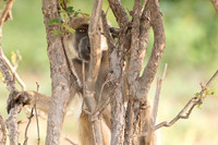 Chacma Baboon, Botswana