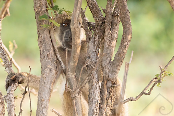 Chacma Baboon, Botswana