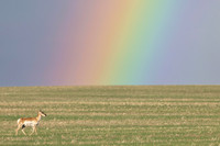 Pronghorn Rainbow