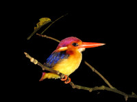Dwarf Kingfisher, Borneo