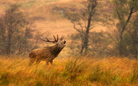 WL_2018_[Scotland]_[Deer4]_KMP