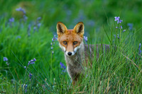 WL_2018_[Scotland]_[Fox3]_KMP