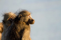 WL_2014_[Namibia]_[HyenaJackal]_KMP