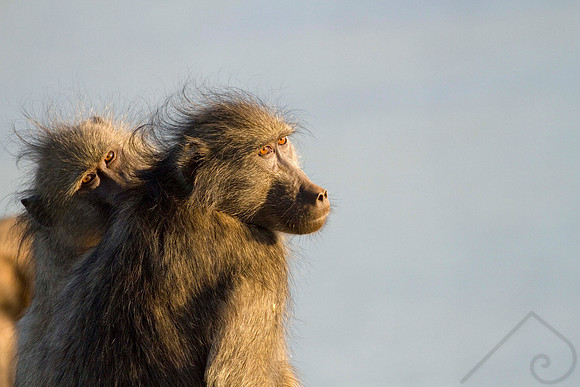 Baboons, South Africa
