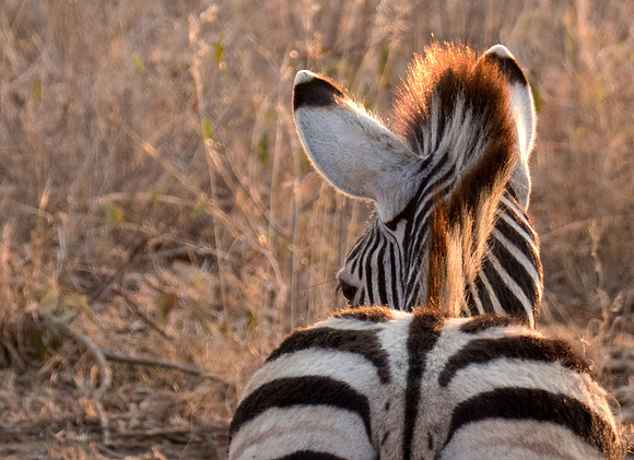 Zebra, South Africa