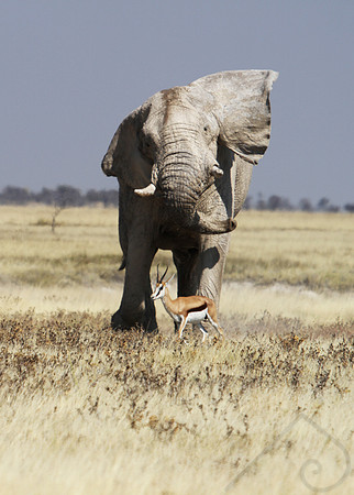 Elephant and Springbok, South Africa