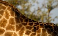 Giraffe, Namibia
