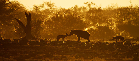 Hyena and Black-Backed Jackal, Namibia