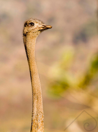 Ostrich, South Africa