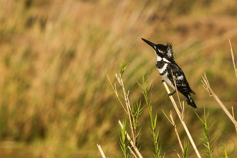 Pied Kingfisher, South Africa