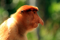 Proboscis Monkey, Borneo